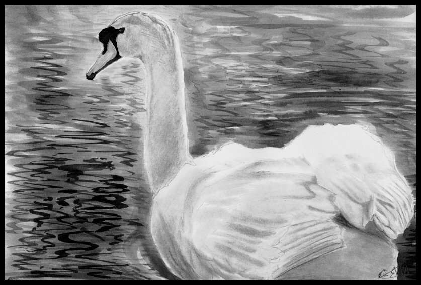 swan sketch